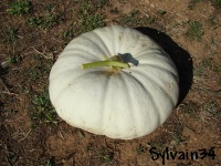 Potiron Flat white boer.jpg