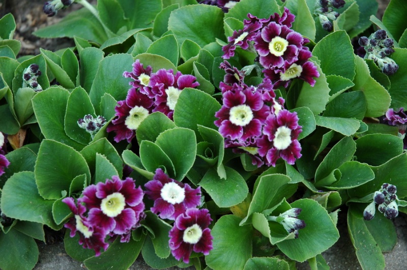 Fichier:Primula x pubescens gigantea.jpg