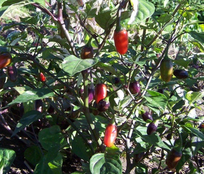 Fichier:Purple Tiger-1.jpg