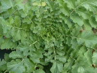 RADIS Daïkon Minowase.jpg