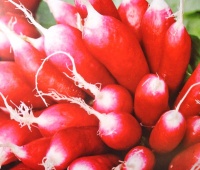 Radis de REIMS-1.jpg