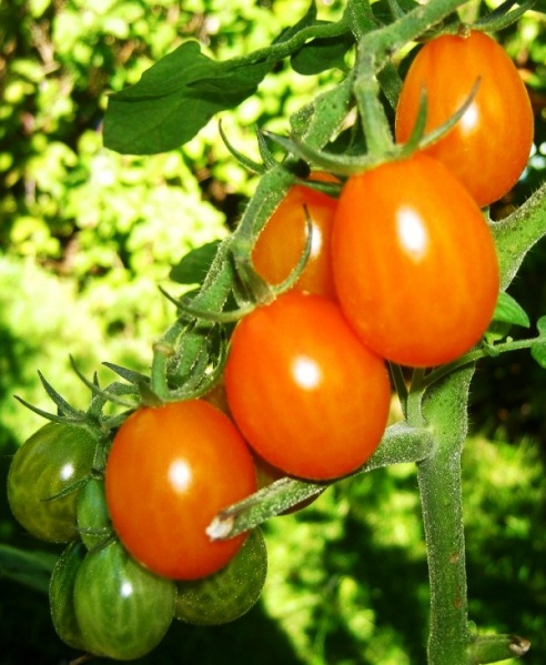 Fichier:Raisin orange-1.jpg