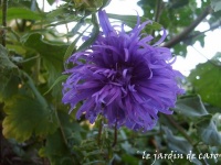 Reine marguerite plume d autruche.jpg