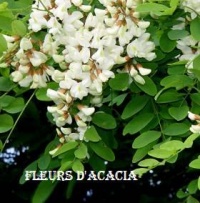 Robinia pseudoacacia-1.jpg