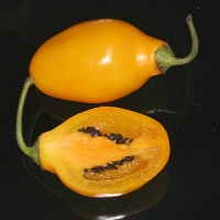 Rocoto guatemalan orange.jpg