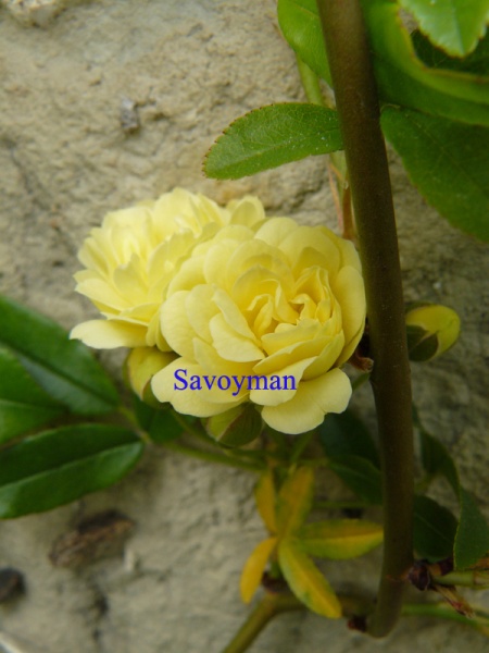 Fichier:Rosa Banksiae lutea.jpg