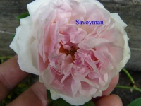 Rosa Chinensis indica 'Major'.jpg