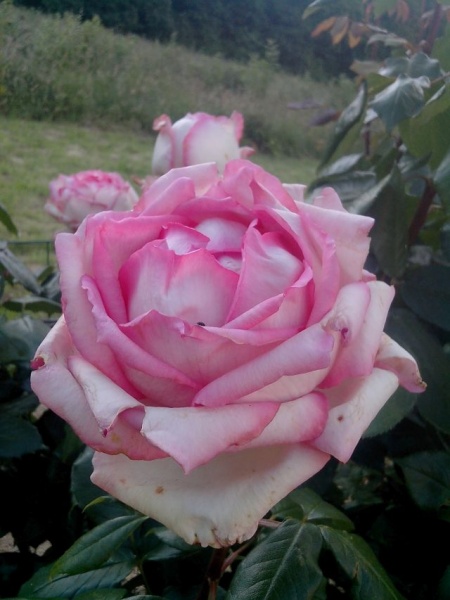 Fichier:Rosier Honoré de Balzac-1.jpg