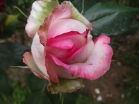 Rosier Honoré de Balzac.jpg