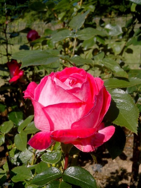 Fichier:Rosier Monica Bellucci-1.jpg