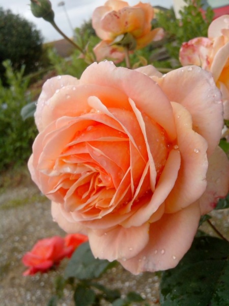 Fichier:Rosier anglais grace-1.jpg