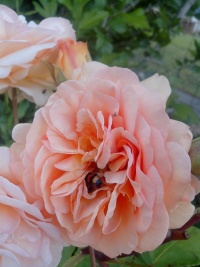 Rosier anglais grace.jpg