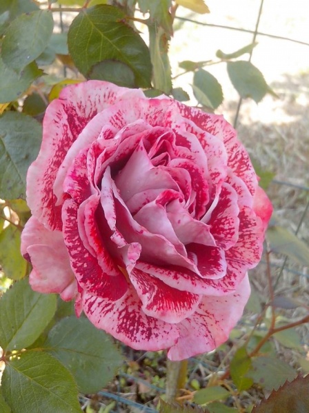 Fichier:Rosier famosa-1.jpg