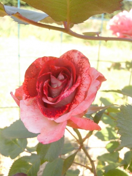 Fichier:Rosier famosa.jpg