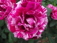 Rosier julio iglesias.jpg