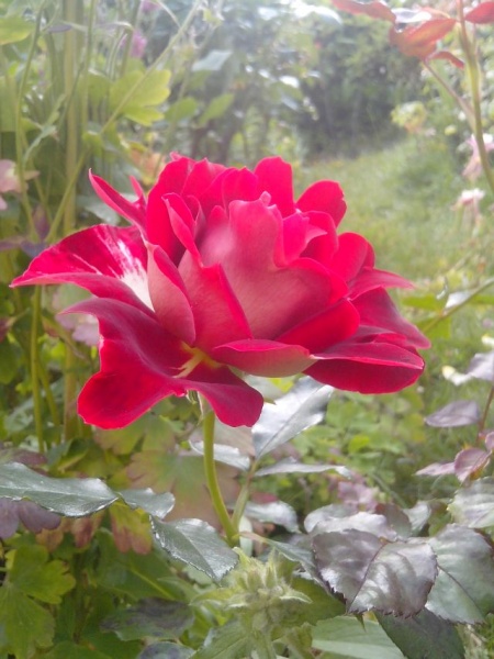 Fichier:Rosier mystique ruffle-1.jpg