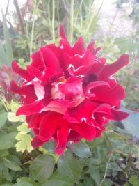 Rosier mystique ruffle.jpg