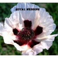 Royal wedding-1.jpg