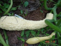 Rugosa Fruilana-1.jpg