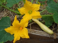 Rugosa Fruilana-2.jpg