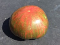 Russian cossack-1.jpg