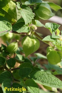 SOLANUM physalis pubescens aunt molly-1.jpg
