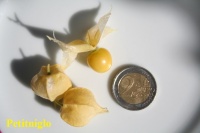 SOLANUM physalis pubescens aunt molly-2.jpg