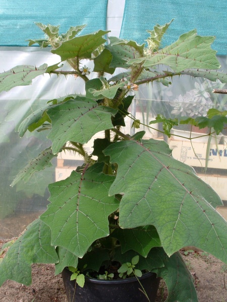 Fichier:SOLANUM solanum quitoense.jpg