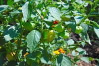 SOLANUM toma verde-2.jpg