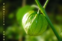 SOLANUM toma verde.jpg