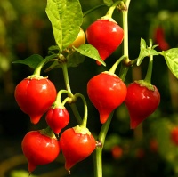 Santa rosa blanco-1.jpg