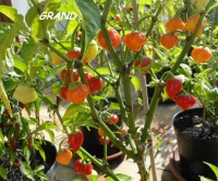 Santa rosa blanco-2.jpg