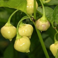 Santa rosa blanco.jpg