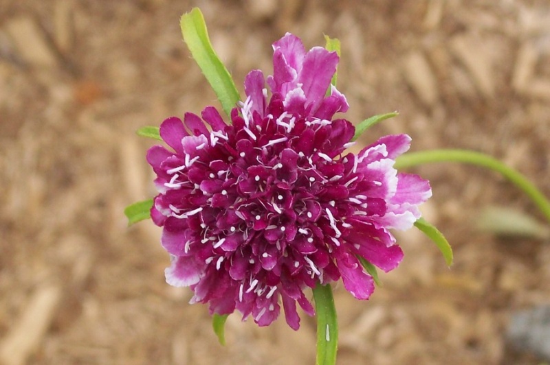 Fichier:Scabiosa caucasica " Beaujolais bonnet.jpg