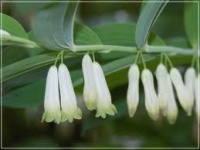 Sceau de Salomon odorant-1.jpg