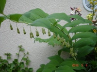 Sceau de Salomon odorant.jpg