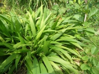 Setaria palmifolia-1.jpg