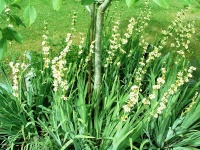 Sisyrinchium striatum-1.jpg