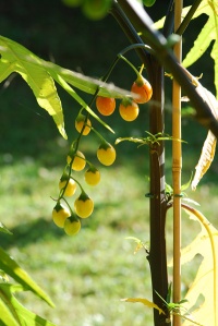 Solanum aviculare-2.jpg