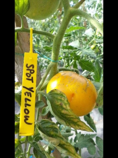 Fichier:Spot Yellow.jpg