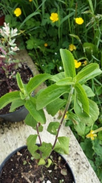 Stevia rebaudiana-2.jpg