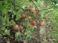 TOMATE LEA VON ANNEMARIE-1.jpg