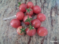 TOMATE LEA VON ANNEMARIE.jpg