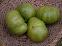 TOMATE Lividstone.jpg