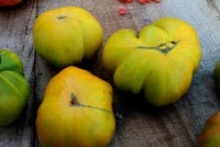 TOMATE Moya Verte-2.jpg