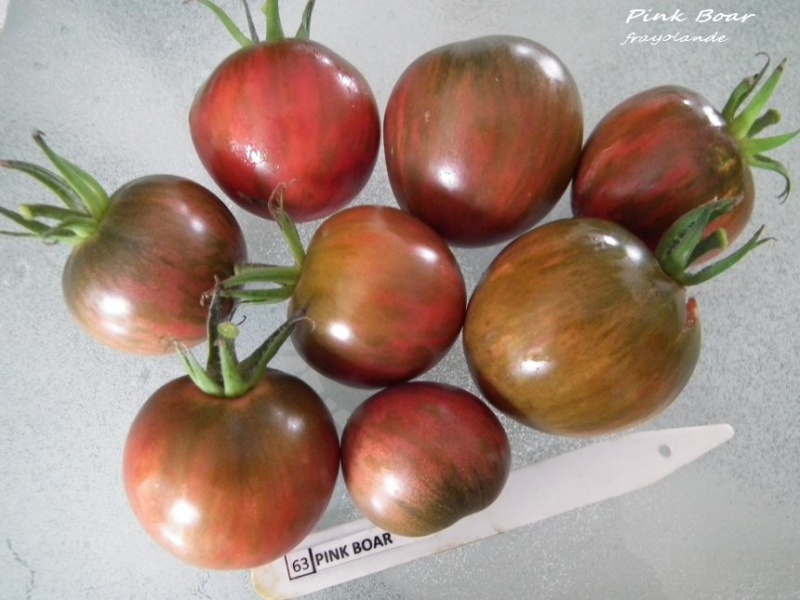 Fichier:TOMATE Pink boar.jpg
