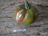 TOMATE SUMMER OF LOVE.jpg