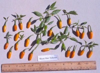 Tabasco short yellow-1.jpg