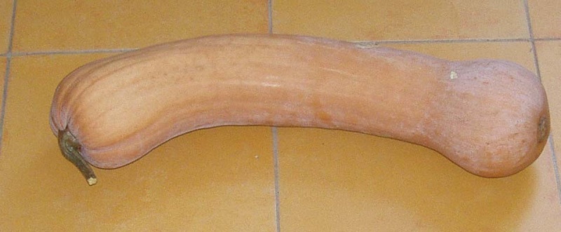 Fichier:Tahitian melon.jpg