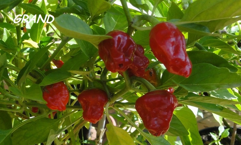 Fichier:Tazmanian red-1.jpg